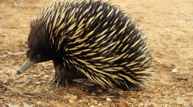 An Echidna came by