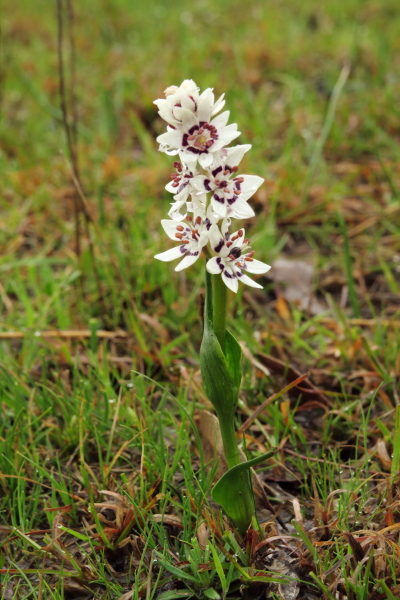 This flower is everywhere locally. Its common name is "Common Early Nancy" (or its scientific name is Wurmbea dioica).