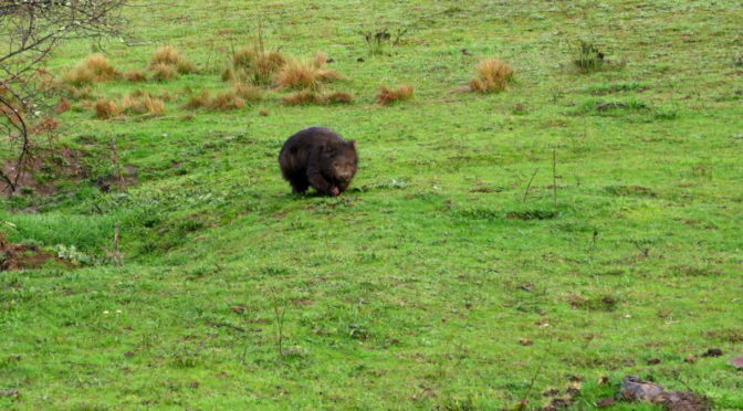 I’ll see your wombat and raise you another…