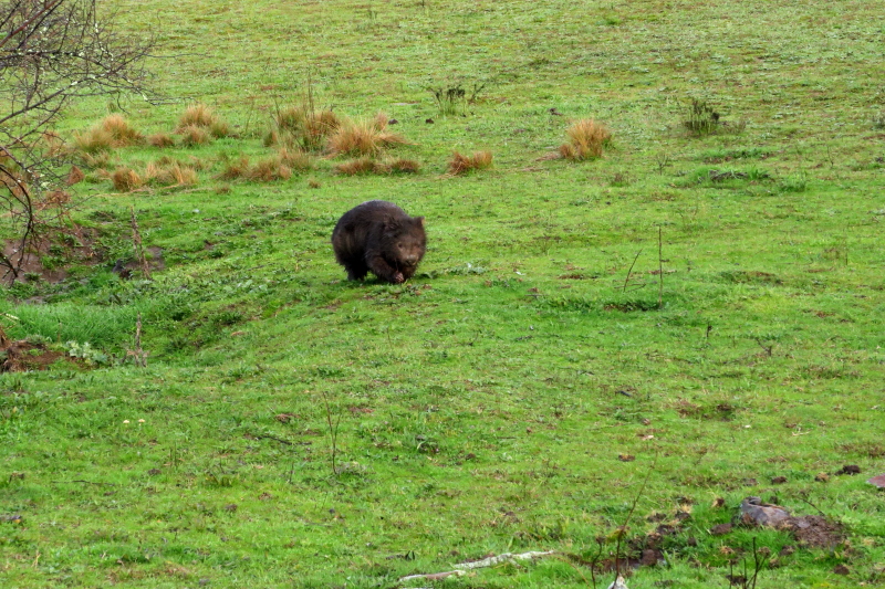 Wombat alert