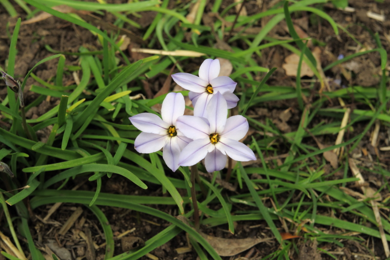 We actually have something in flower in the garden that has survived. It is most likely a bulb of some form, and has only just come into flower.