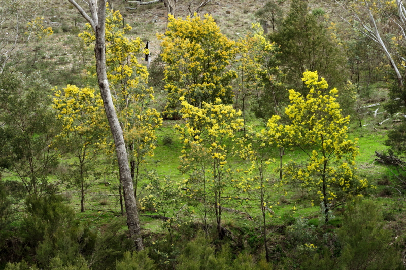 These trees, with the yellow flowers, are Acacia or Wattle trees. They are in flower now around us, but flowered over a month ago in Canberra!