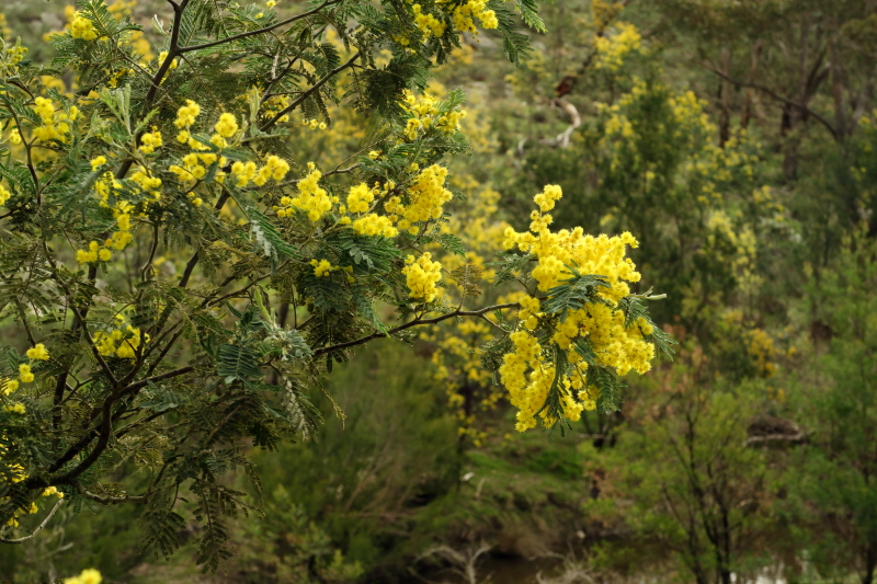 A close up of one of the Acacia or Wattle trees in our garden. The backdrop are the ones across the creek.