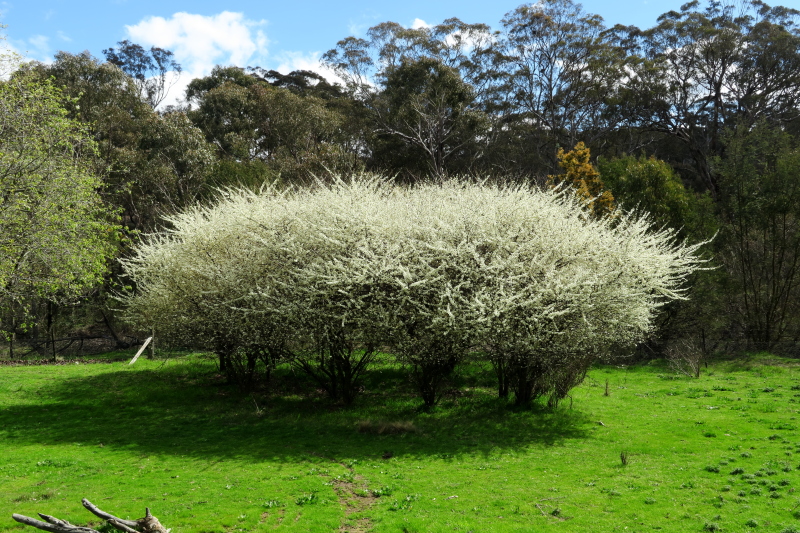 In one of the lower paddocks, there is this clump of trees currently in flower. The flowers again are very much like a cherry tree, only pure white. I have no idea what they are yet.