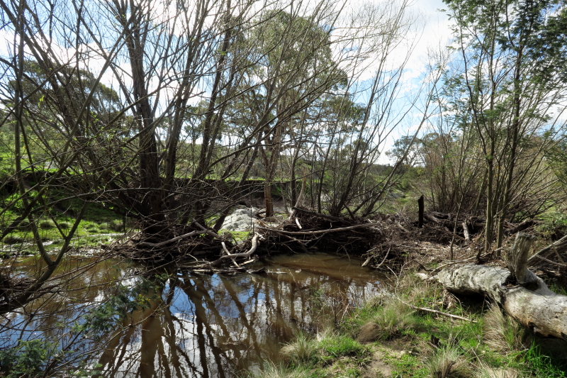 The barricade on Turallo Creek. Naturally made I presume, all of wood, branches and mud. The wildlife probably loves it!