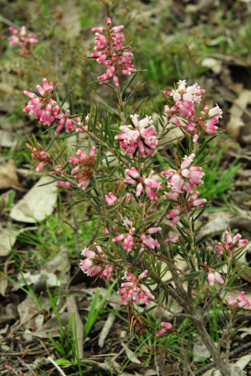 No idea what it is, but it looks like a Ling or Heath, not Heather. I shall have to try to find out.