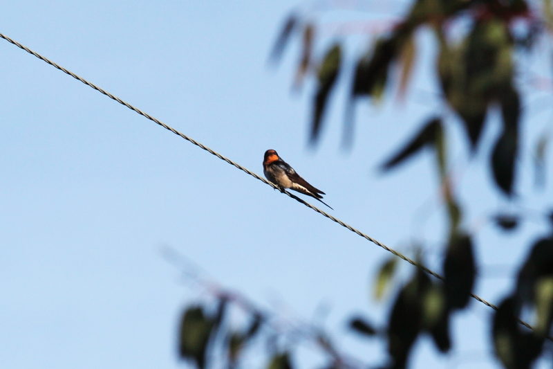 A Welcome Swallow (Hirundo neoxena) as it is known here in Australia