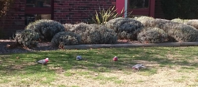 The Galah (in Canberra when we first arrived)