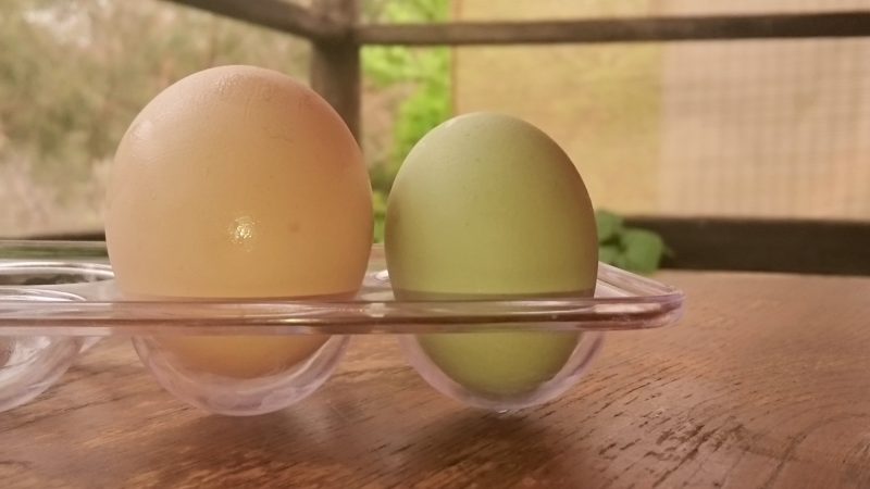 The eggs of the Ooh Aah Bird