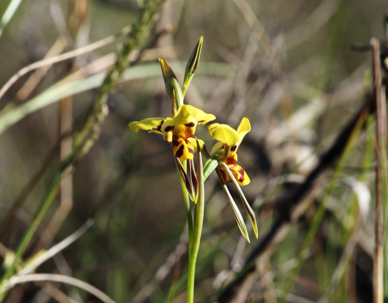Tiger orchid (Diuris sulphurea)