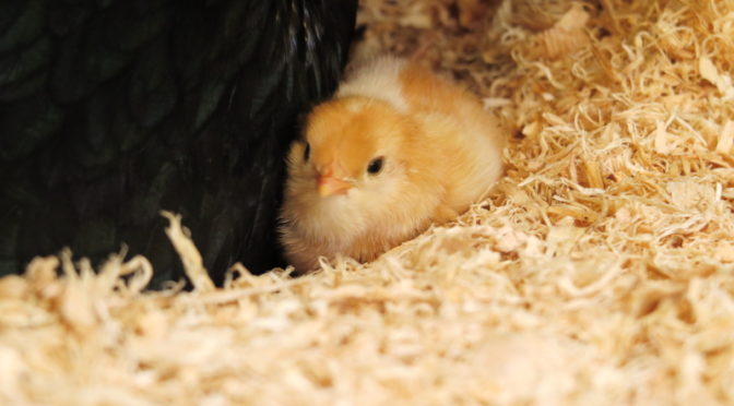 We have (rather cute) chicks…